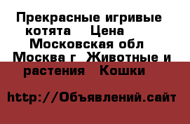 Прекрасные игривые  котята  › Цена ­ 10 - Московская обл., Москва г. Животные и растения » Кошки   